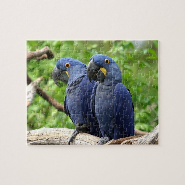 Puzzle Hyacinth Macaws (Horizontal)