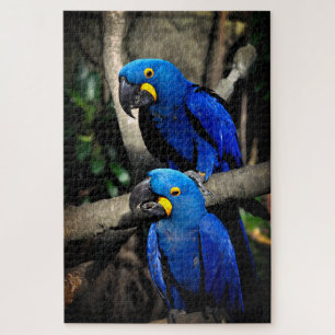 Puzzle Hyacinth Macaws Anodorhynchus
