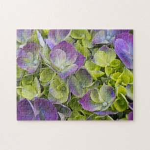 Puzzle Hydrangea du jardin de Keukenhof