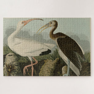 Puzzle Ibis blanc - Les oiseaux d'Amérique de John James 