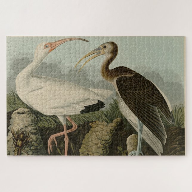 Puzzle Ibis blanc - Les oiseaux d'Amérique de John James  (Horizontal)