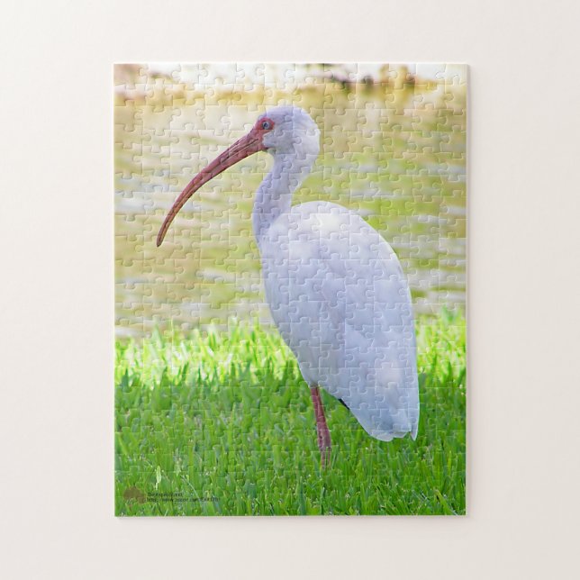Puzzle Ibis Sur Une Jambe Photo (Vertical)