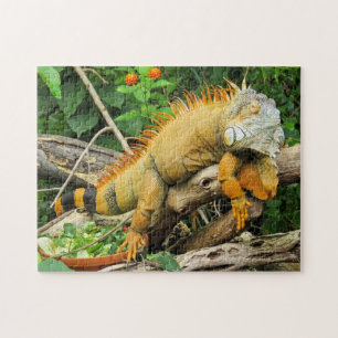 Puzzle Iguana