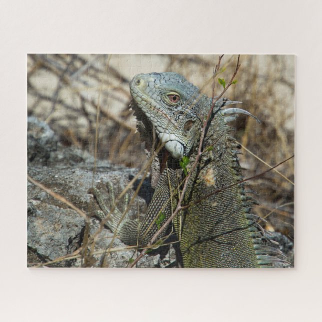 Puzzle Iguana Posing sur Rock pour la caméra (Horizontal)