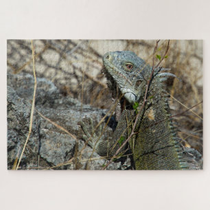 Puzzle Iguana Posing sur Rock pour la caméra