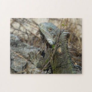 Puzzle Iguana Posing sur Rock pour la caméra