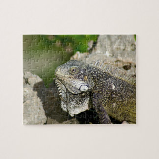 Puzzle Iguane, Curaçao, îles des Caraïbes, photo