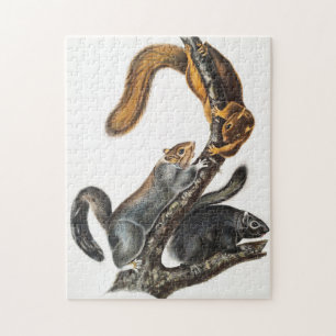 Puzzle Illustration de l'écureuil de chat (Sciurus cinere