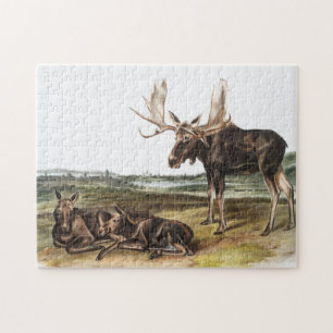 Puzzle Illustration de Moose Deer (Servus alces)