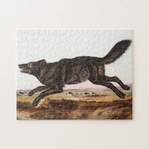 Puzzle Illustration du loup noir américain (Canis lupus)
