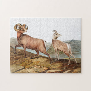 Puzzle Illustration du mouton des Rocheuses (Ovis montana
