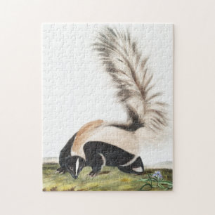 Puzzle Illustration LargeTail Skunk Mephitis macroura