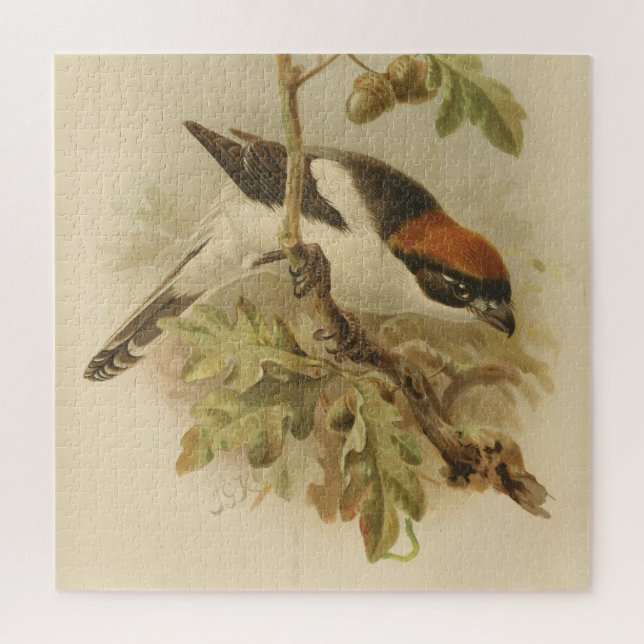 Puzzle Illustration vintage de Woodchat Shrike (Vertical)