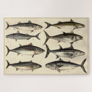 Puzzle Illustration Vintage des thons, maquereaux et boni