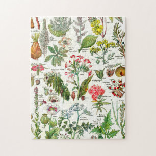Puzzle Illustrations botaniques