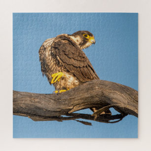Puzzle Impression d'art de faune de faucon au repos – Ois