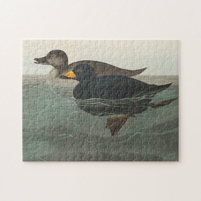 Puzzle Impression de Macreuse noire d'Audubon : Canard cô (Horizontal)