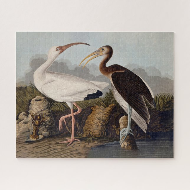 Puzzle Impression d'oiseau Ibis blanc de John James Audub (Horizontal)