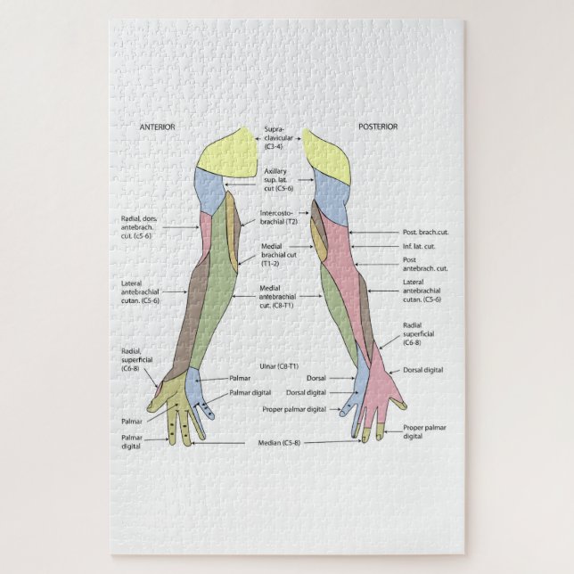 Puzzle Innervation cutanée du membre supérieur du système (Vertical)