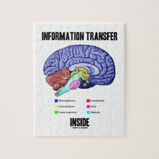 Puzzle Intérieur de transfert de l'information (anatomie
