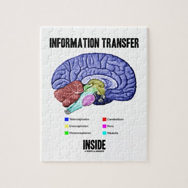 Puzzle Intérieur de transfert de l'information (anatomie (Vertical)
