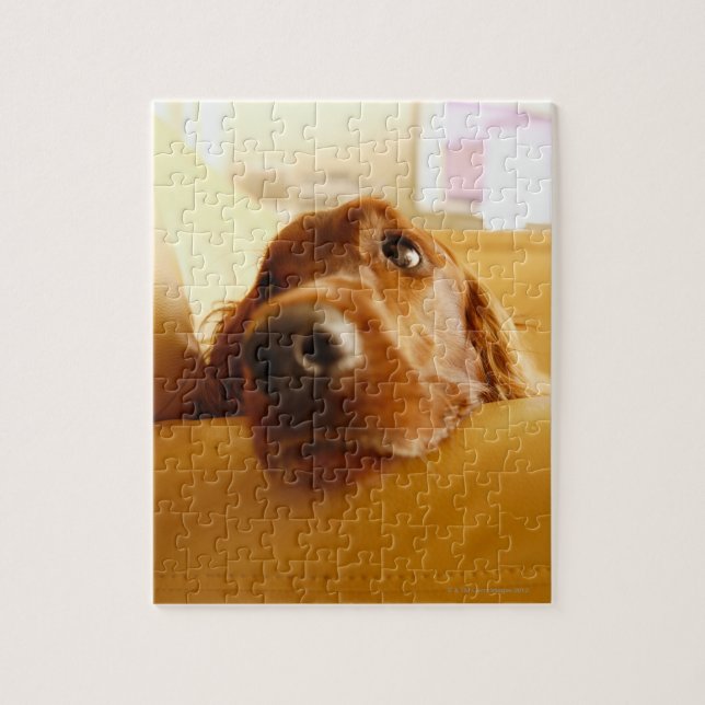 Puzzle Irish Setter sur canapé (Vertical)