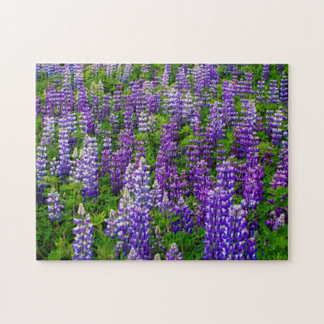 Puzzle Islande. Vik i Myrdal. Champ de lupins (Horizontal)
