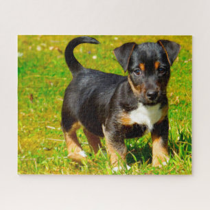 Puzzle Jack Russell Chien.