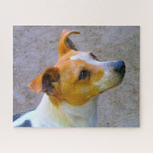 Puzzle Jack Russell Chien.