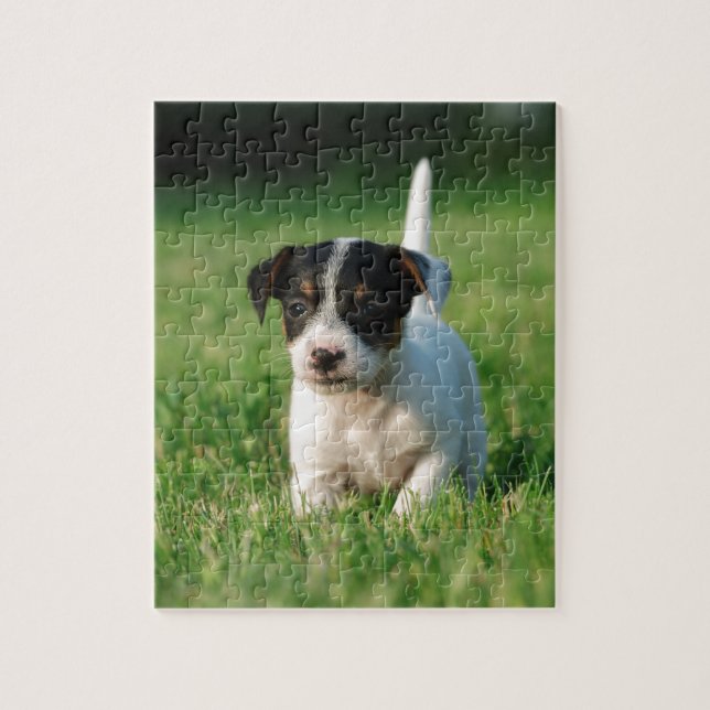 Puzzle Jack Russell Terrier puppy (Vertical)