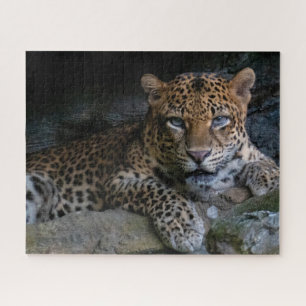 Puzzle Jaguar animal sauvage