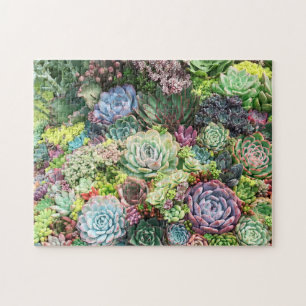 Puzzle Jardin coloré Succulent