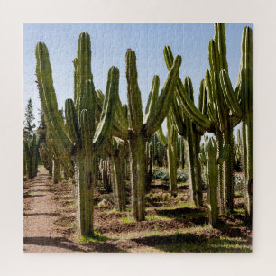 Puzzle Jardin de cactus, paysage désertique tropical.