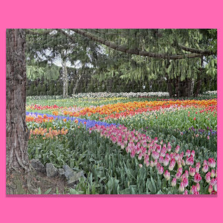 Puzzle Jardin de tulipes, énigme, vallée de Skagit, Washi