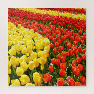 Puzzle Jardin des Tulipes