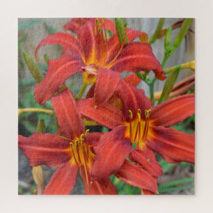 Puzzle Jardin Fleur Rouge Daylillies Vert Feuilles Photo