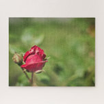 Puzzle Jardin romantique à fleurs de roses rouges<br><div class="desc">Un puzzle stimulant qui présente le magnifique gros plan d'un petit rosebud rouge sur un arrière - plan vert flou</div>