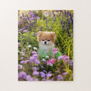 Puzzle - Jardin secret Bella Pomeranian