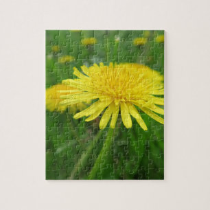 Puzzle jaune, bouton d'or, plante, pissenlit, prairie,