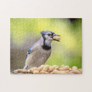 Puzzle Jay bleu avec arachide