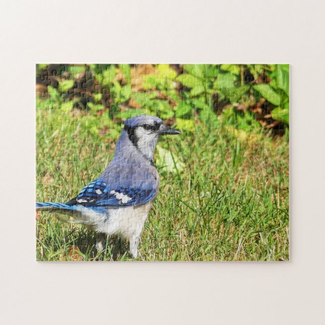 Puzzle Jay bleu du nord (Horizontal)