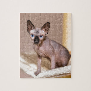 Puzzle Jeune chat de sphynx de colorpoint dans