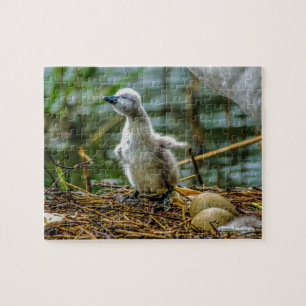 Puzzle Jeune cygne