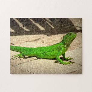 Puzzle Jeune Iguana verte sur le chemin du rock