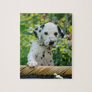 Puzzle Jeune jeu dalmatien mignon 8x10 de chiot de chien