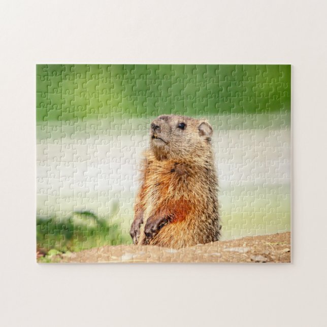 Puzzle Jeune marmotte (Horizontal)