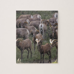 Puzzle Jeune mouton de Bighorn