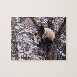 Puzzle Jeune panda jouant sur un arbre recouvert de neige