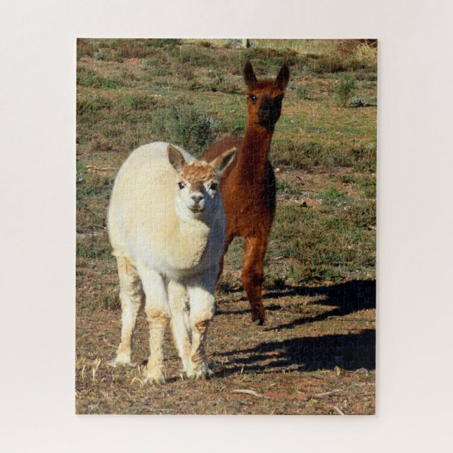 Puzzle Jeunes Alpacas Blancs Et Brown (Vertical)