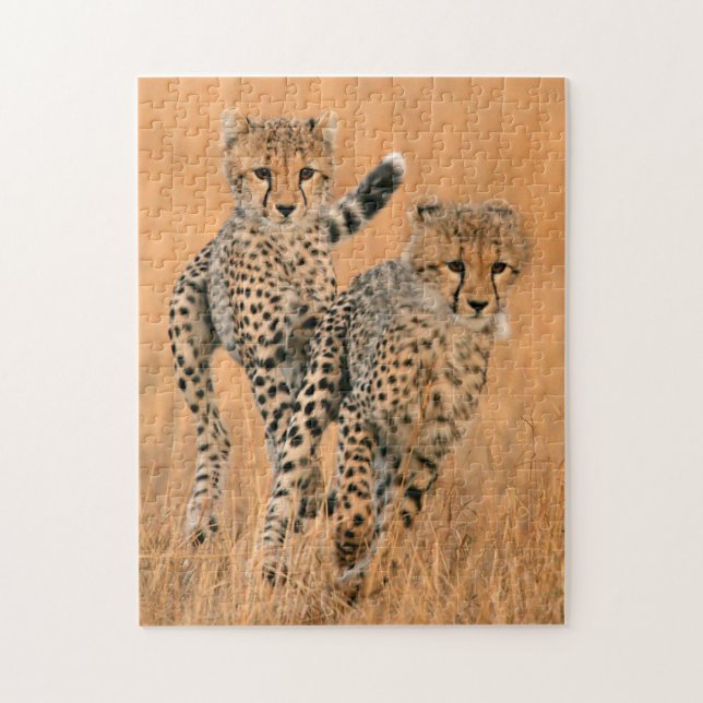 Puzzle Jeunes guépards (Acinonyx Jubatus) en course (Vertical)
